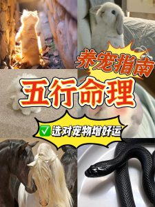 五行告诉你，你适合样什么宠物-道一卦